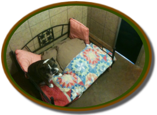 dog boarding webcams