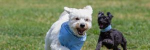 Dog running around with other dogs at Tailwaggers Country Inn.