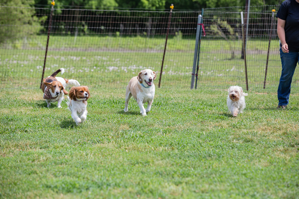 Preparing Your Pup for Boarding at Tailwaggers Country Inn ...