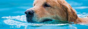 dog swimming in pool at Tailwaggers Country Inn.