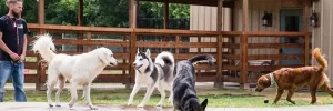 pets playing by the pool at Tailwaggers Country Inn in Texas