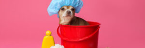 Cute funny dog with shower cap and different accessories for bathing on pink background